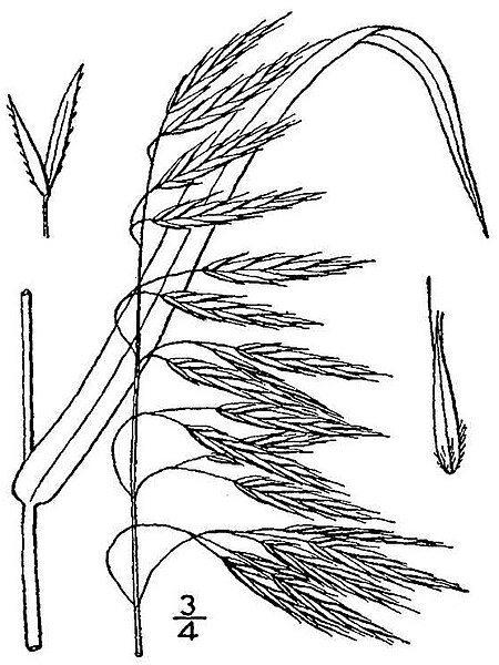 File:Bromus ciliatus BB-1913.jpg