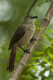 Brown Babbler - KeňaNH8O0619 (19540603722) .jpg