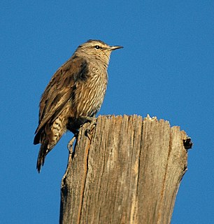 <i>Climacteris</i> Genus of birds