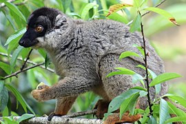 Bruine maki (Eulemur fulvus)