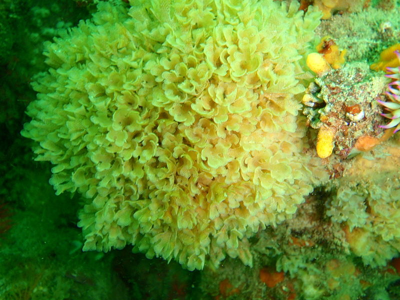 File:Bryozoans at Lorry Bay PB092314.JPG