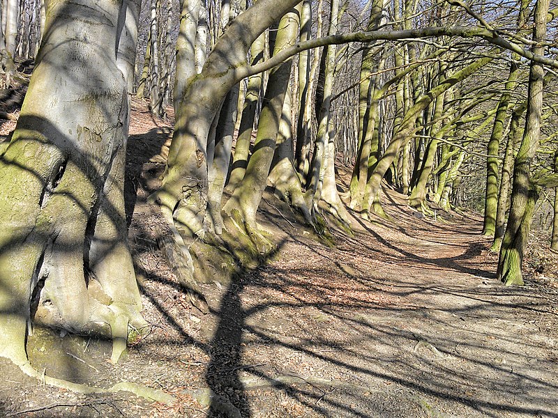 File:Buchenwald im Bocketal.jpeg