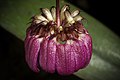 Bulbophyllum corolliferum