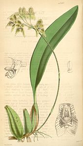 Bulbophyllum umbellatum (orthographié Bolbophyllum umbellatum) - Curtis' 72 (Ser 3 n ° 2..) Pl. 4267 (1846) .jpg