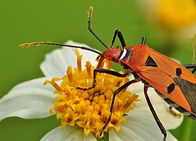 Bunga Ketul & Kumbang Assasin