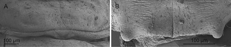 File:Bungona (10.3897-zse.95.29487) Figure 6.jpg