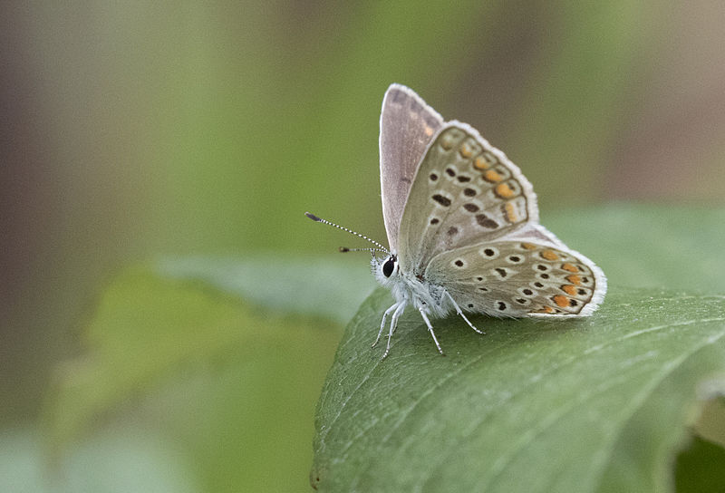 File:Butterfly Common blue - Polyommatus icarus 08.jpg