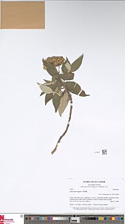 Thumbnail for Cacosmia (plant)