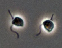 Two living cells of C. roenbergensis. Light micrograph. The cells are about 6 mm long. The anterior flagellum beats with an undulating pattern, the posterior (recurrent or smooth) flagellum usually holds the cell to the substrate. Cafeteria roenbergensis atcc50561 Protsville.jpg