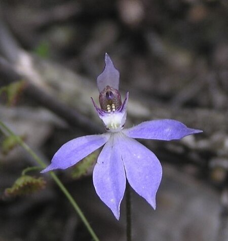 Cyanicula aperta