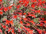 California fuschia Epilobium latifolium.JPG