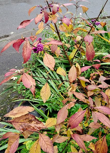 File:Callicarpa dichotoma autumn leaves.jpg