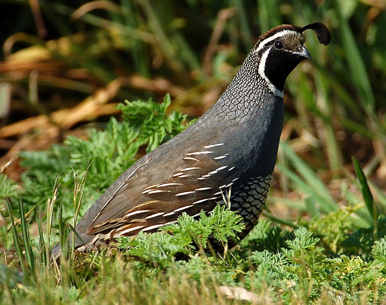 File:Callipepla californica.jpg