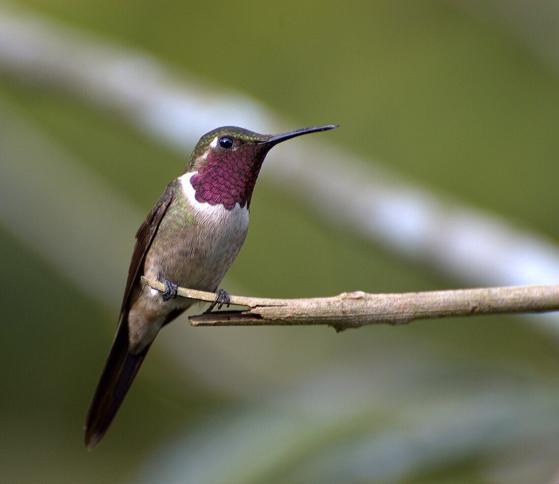 Ametistikolibri