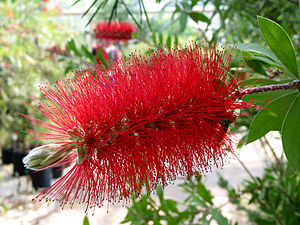 Callistemon citrinus JPG2F.jpg