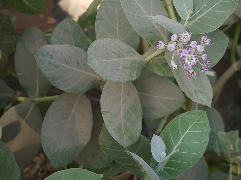 File:Calotropis procera (Aiton) Dryand. (44909316624).jpg