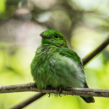 Calyptomena viridis