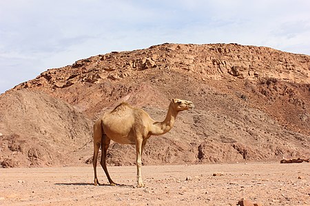 Female Dromedary camel in Disco Tower, Nuweibaa, South Sinai, Egypt.