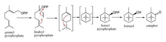 Biosintezo de kamforo de geranilpirofosfato