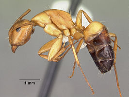 Camponotus snellingi