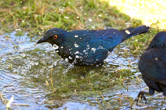 -Cape starling (Red-shouldered glossy-starling) (lamprotornis nitens) bathing in Halali, Etosha, Namibia