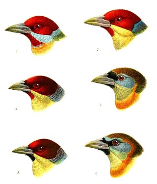 <i>Eubucco</i> Genus of birds