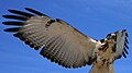U raširenim krilima ovog američkog jastreba jasno se razabiru vrste krilnog perja.