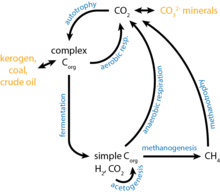 A simplified version of the organic carbon cycle Carbon cycle.png