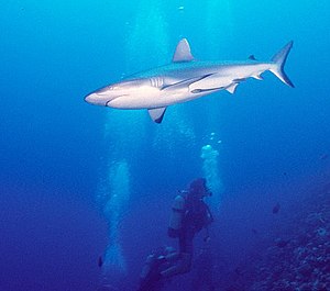 Tiburones Carcharhinus amblyrhynchos en las aguas de Rangiroa