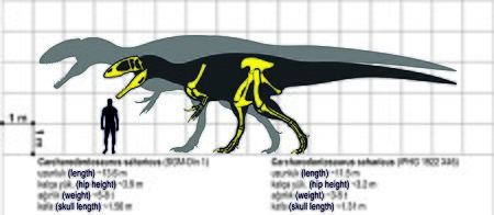 ไฟล์:Carcharodontosaurus-123.jpg