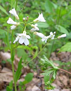 <i>Cardamine bulbosa</i> Species of plant