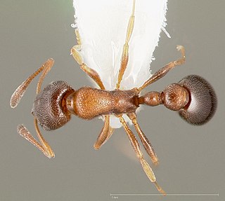 <i>Cardiocondyla mauritanica</i> Species of ant