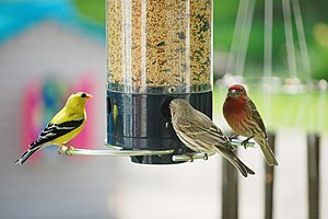 English: An American Goldfinch (left), a femal...