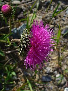 Carduus defloratus Inflorescence