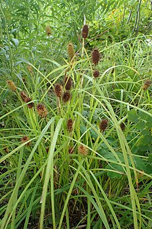 Carex squarrosa kz4.jpg