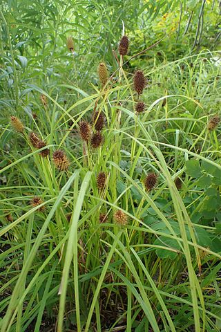 <i>Carex squarrosa</i> Species of plant in the genus Carex