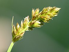 Carex vulpina.jpeg