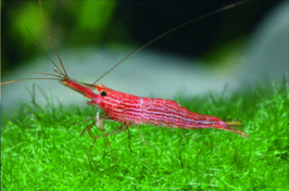 Caridina striata