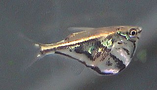 Marbled hatchetfish species of fish