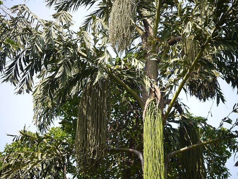 File:Caryota urens (17144029608).jpg