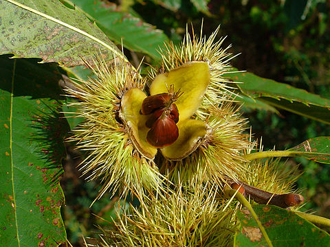 Ripe fruit with nuts (Chestnuts)