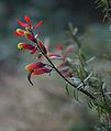 Castilleja talamancensis