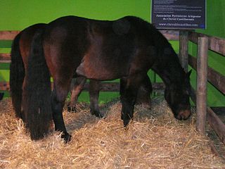 <span class="mw-page-title-main">Castillonnais</span> French breed of small saddle-horse