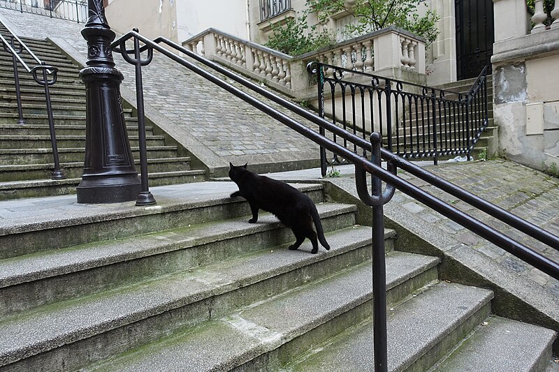File:Cat, Rue du Mont-Cenis, Paris 3 July 2016.jpg