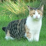 Tortoiseshell tabby and white cats (tabby tricolor or torbico) - tabby blotches of two different colours and white