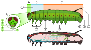 A - head, B - thorax, C - abdomen, 1 - prothoracic shield, 2 - spiracle, 3 - true legs, 4 - midabdominal prolegs, 5 - anal proleg, 6 - anal plate, 7 - tentacle, a - eye, b - stemmata (ocelli), c - antenna, d - mandible, e - labrum, f - frontal triangle. Caterpillar morphology diagram.svg