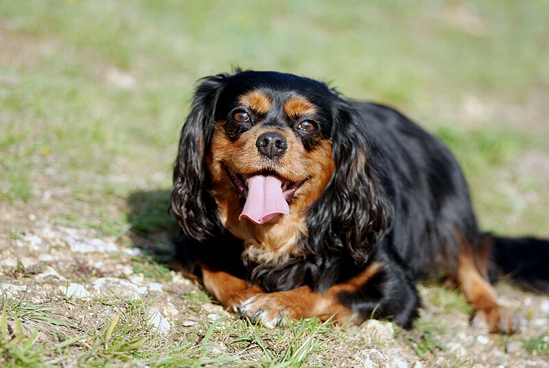 File:Cavalier King Charles Spaniel (1491375362).jpg