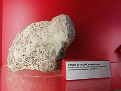 File:Centro parco Il Fontanazzo del PR dei sassi di Roccamamatina abc14.jpg (Category:Echinoidea fossils tests)