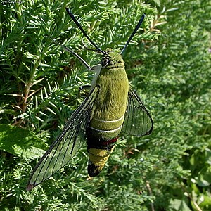 Cephonodes hylas.jpg