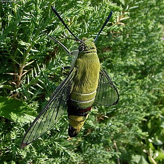 <i>Cephonodes</i> Genus of moths